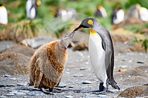 King penguins - Aptendytes patagonica - mother and cute fluffy penguin chick begging for food  Gold Harbour  South Georgia photo