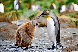 King penguins - Aptendytes patagonica - mother and cute fluffy penguin chick begging for food, Gold Harbour, South Georgia