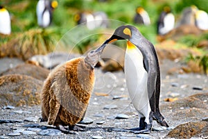King penguins - Aptendytes patagonica - mother and cute fluffy penguin chick. Chick begging for food Gold Harbour South Georgia