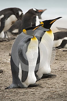 King penguins (Aptenodytes patagonicus)