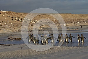 King Penguins [Aptenodytes patagonicus] on the Falkland Islands