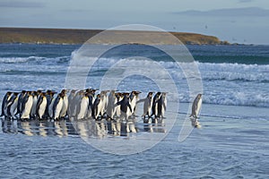 King Penguins [Aptenodytes patagonicus] on the Falkland Islands