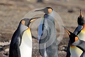 King penguins, aptenodytes patagonicus, Saunders, Falkland Islands