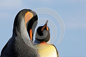 King penguins, aptenodytes patagonicus, Saunders, Falkland Islands