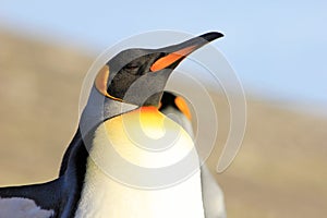 King penguins, aptenodytes patagonicus, Saunders, Falkland Islands photo