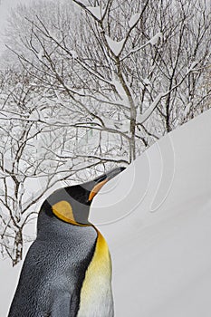 King penguins from Asahiyama zoo, Hokkaido, superimposed or double exposures with a scene from Niseko, Japan.