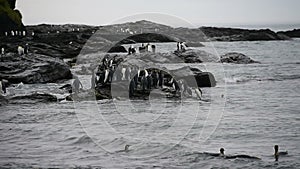 King penguins on the beach