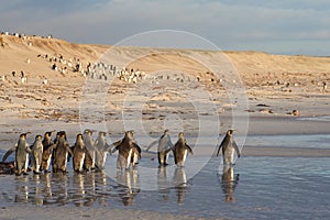 King Penguins on the Beach