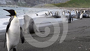 King Penguins on the beach at Salisbury Plane in South Georgia
