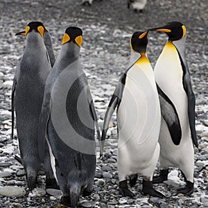 King penguins standing together at the beach of South Geogia