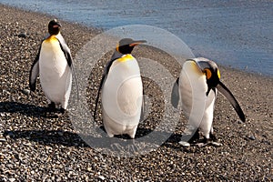 King penguins at beautiful beach, South Georgia