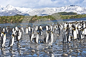 King penguins in beautiful landscape of South Georgia
