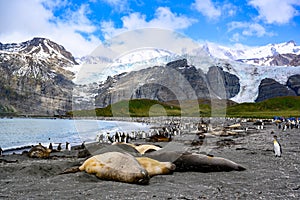 Giant elephant seals and colony of king penguins - Aptendytes patagonica - with glacier and mountains in back, South Georgia
