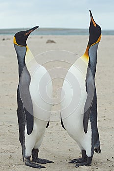 King Penguins - Bleaker Island - Falkland Islands