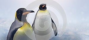 King penguins on blue snow background