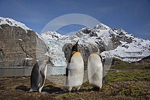 King Penguins and glaciers, Gold Harbour, South Georgia Island photo
