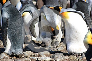 King penguins breeding colony in Fortuna Bay, South Georgia Island