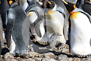 King penguins breeding colony in Fortuna Bay, South Georgia Island