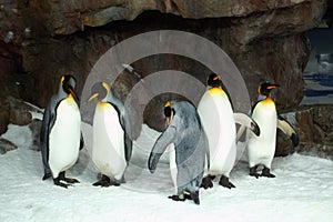 King Penguins in Captivity