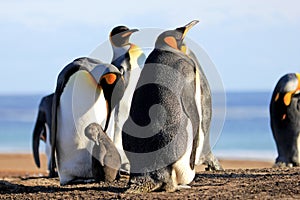 King penguins with chick, aptenodytes patagonicus, Saunders, Falkland Islands