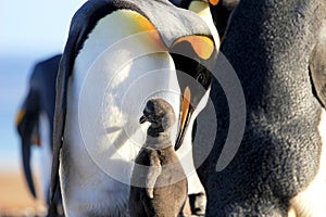 King penguins with chick, aptenodytes patagonicus, Saunders, Falkland Islands