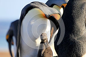 King penguins with chick, aptenodytes patagonicus, Saunders, Falkland Islands