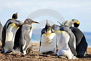 King penguins with chick, aptenodytes patagonicus, Saunders, Falkland Islands