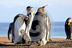 King penguins with chick, aptenodytes patagonicus, Saunders, Falkland Islands photo