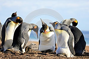 King penguins with chick, aptenodytes patagonicus, Saunders, Falkland Islands photo