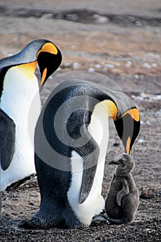 King penguins with chick, aptenodytes patagonicus, Saunders, Falkland Islands photo