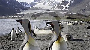 King Penguins colony