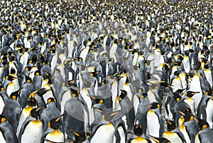 King penguins colony at South Georgia