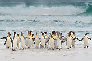 King Penguins Coming Ashore