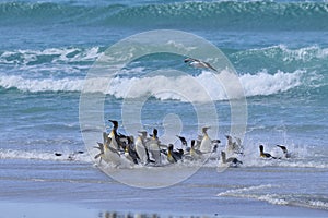 King Penguins coming ashore in the Falkland Islands