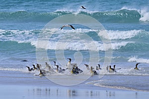 King Penguins coming ashore in the Falkland Islands