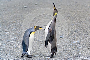 King penguins communicate by touching on body at beach in South Georgia, Antarctica