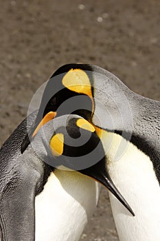 King Penguins Courting