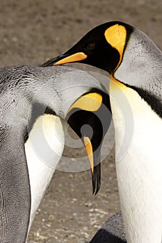 King Penguins Courting