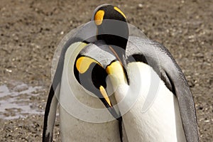 King Penguins Courting