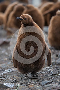 King Penguins