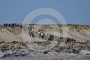 King Penguins descend to the beach in the Falkland Island