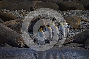 King Penguins and Elephant seals, South Georgia Island at the end of the breeding season