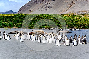 King penguins and elephant seals sunbathing on the beach with of hills with tussock grass, Gold Harbour, South Georgia, Antarctica