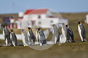 King Penguins in the Falkland Island