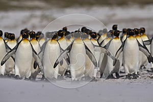 King Penguins in the Falkland Islands