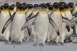 King Penguins in the Falkland Islands