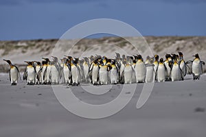 King Penguins in the Falkland Islands