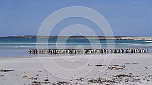 King Penguins in the Falkland Islands