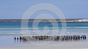 King Penguins in the Falkland Islands