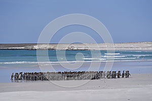 King Penguins in the Falkland Islands